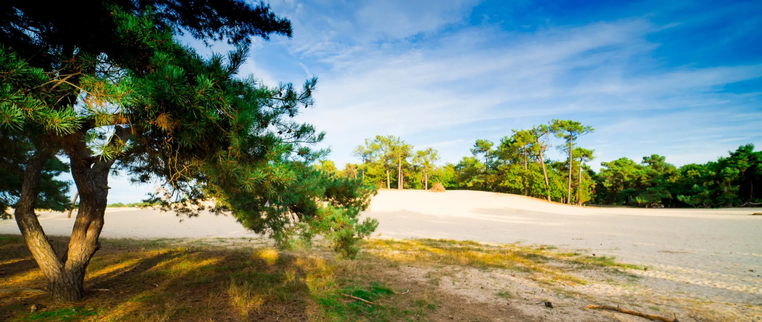 duinen bomen zand